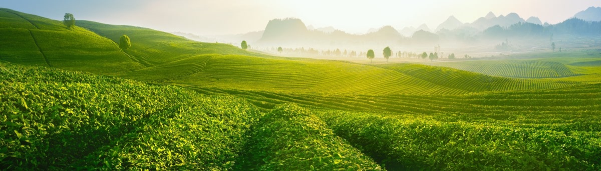 Chuyện của Tr&agrave;